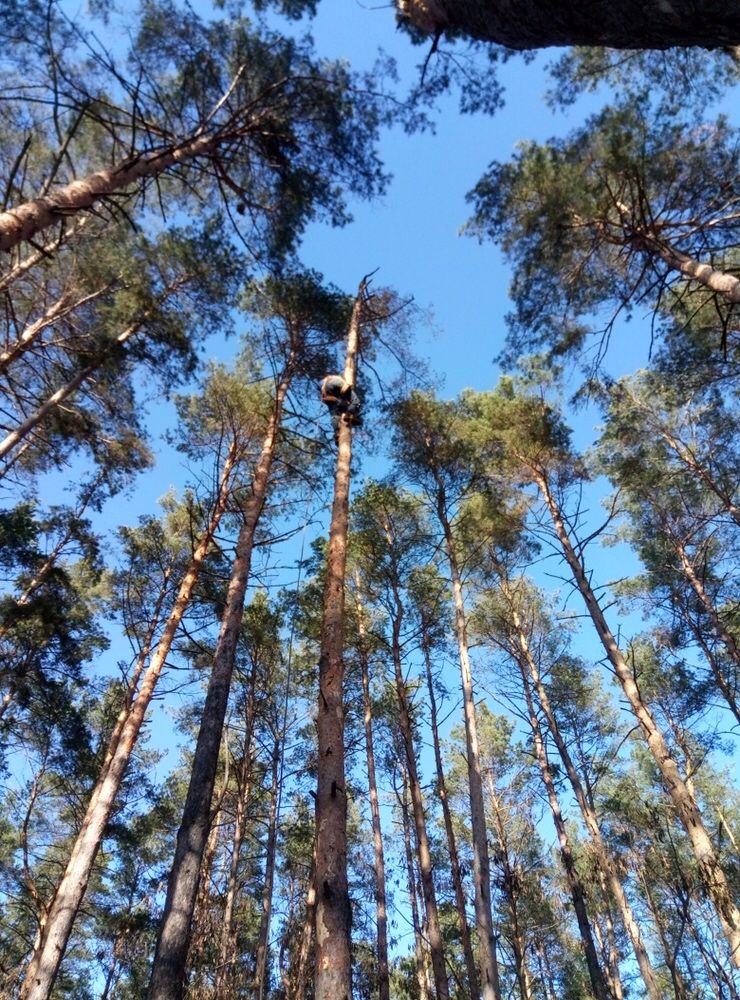 Сдам в аренду прокат гаффы пики древолазы когти  кошки по дереву