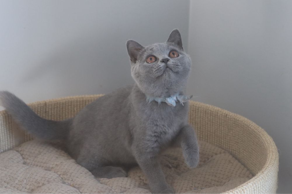 Koteczka niebieska brytyjska z Rodowodem FPL