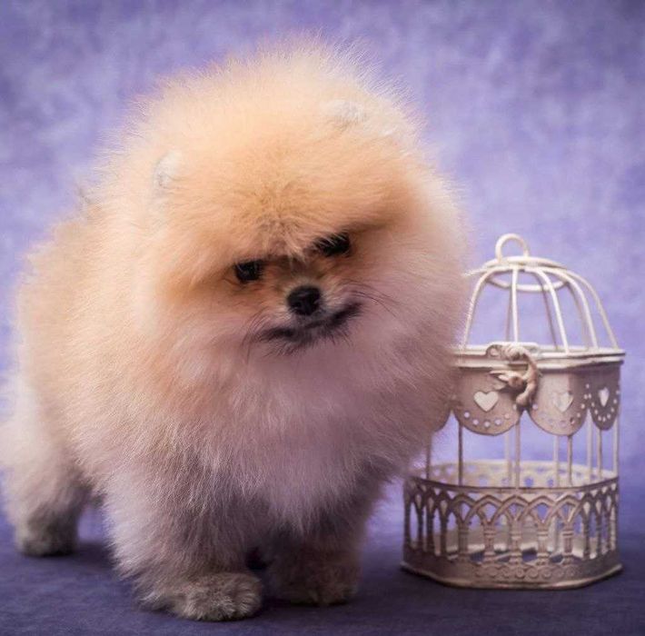 Люксовые щенки померанского шпица мишки курносые плюшевые