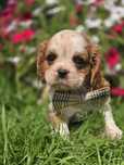 Cavalier King Charles Spaniel blenheim piesek szczenię metryka