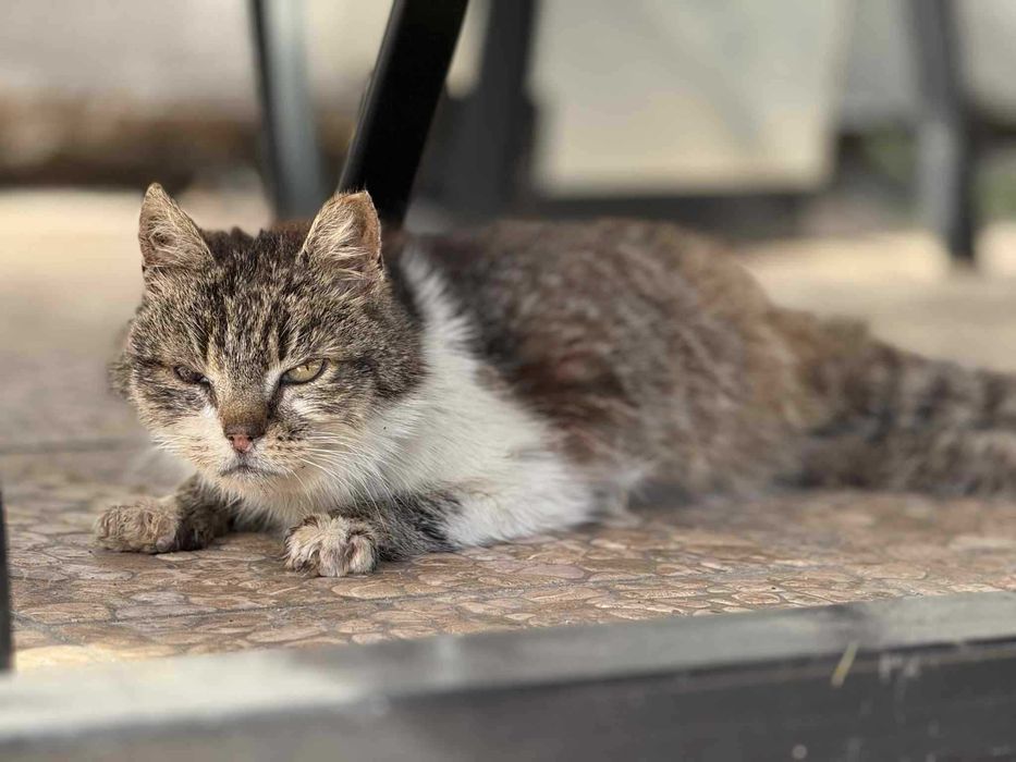 Czy NUMA znajdzie swój dom? Kotka FIV+