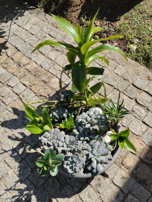 Vaso de suculentas