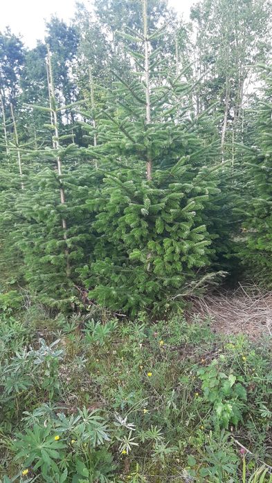 Sprzedam jodłę kaukaską  - hurt
