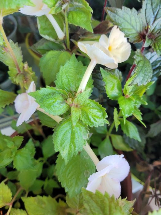 Рослини ахіменеса вирощені з надлишків різом Недорого Висилаю НП УП