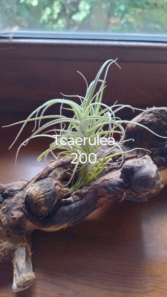 Тілландсія caerulea