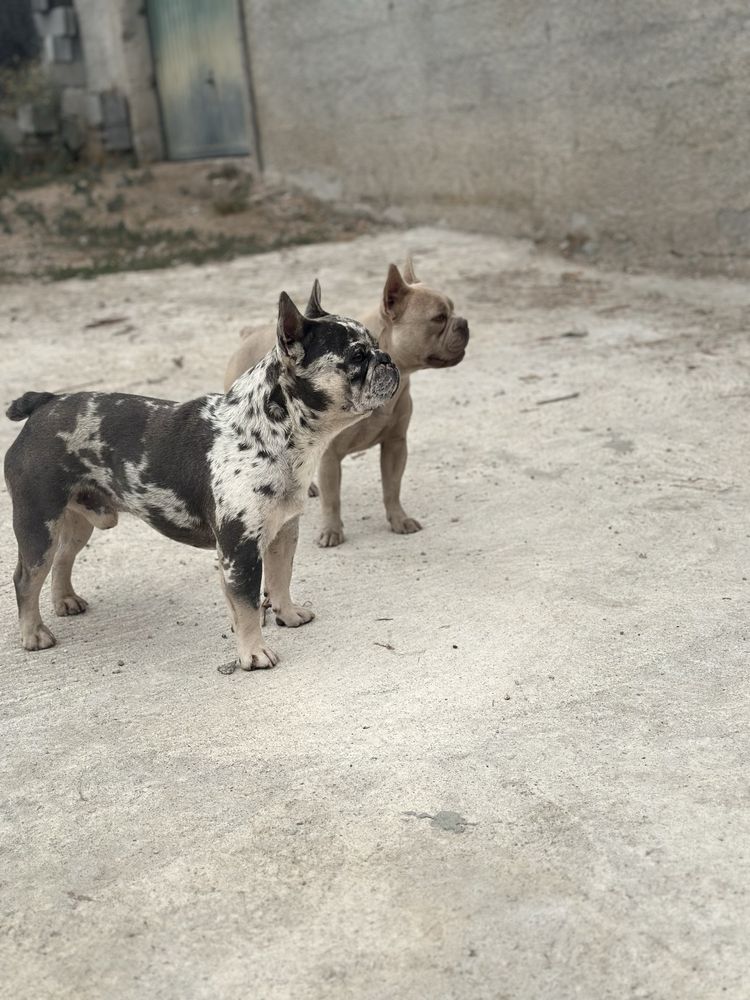 Bulldog francês Femea