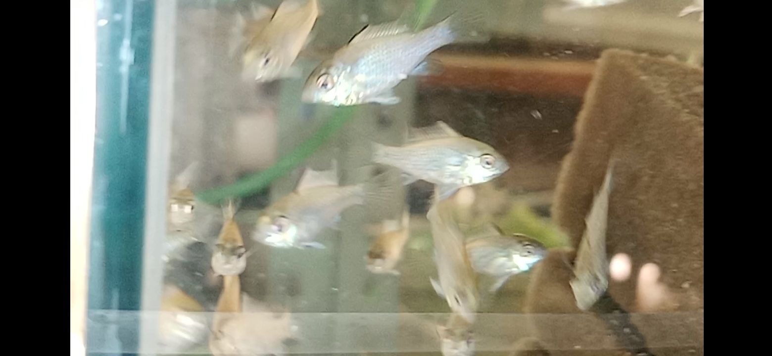 Apistogramma Ramireza Blue electric