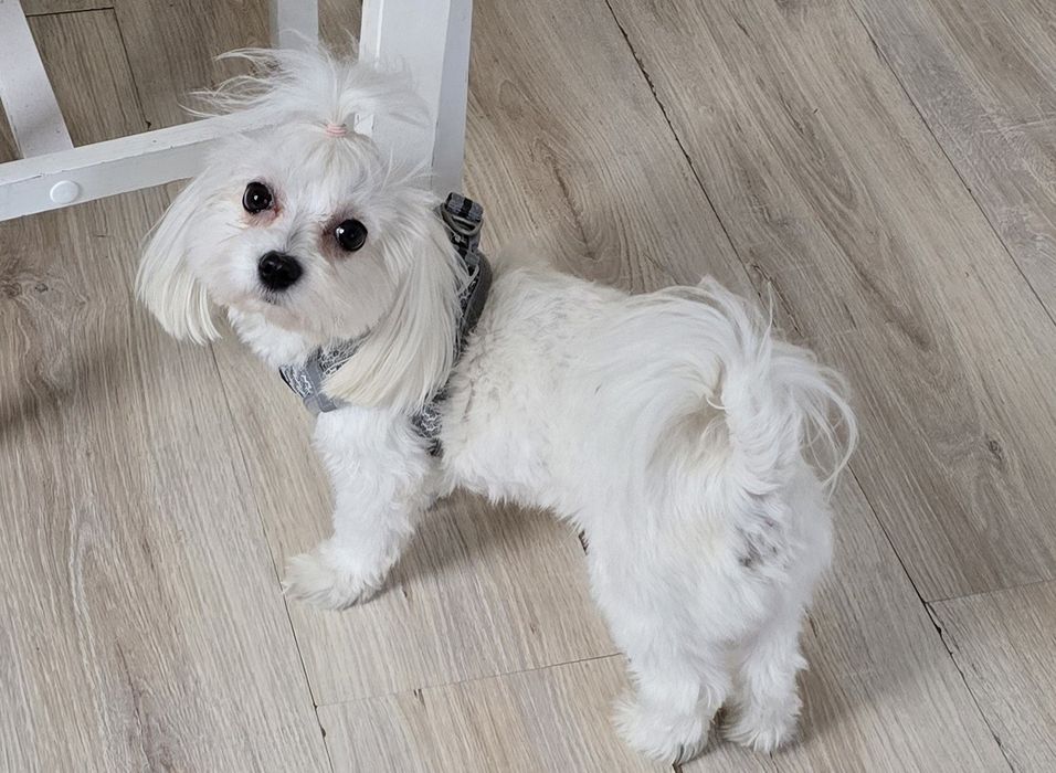 Maltanczyk suczka dorosła