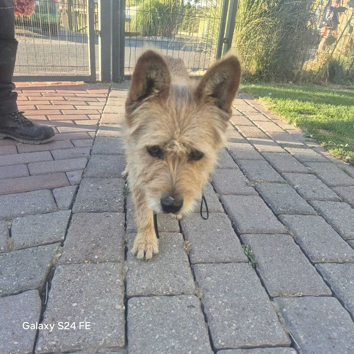 Do adopcji pies mieszaniec