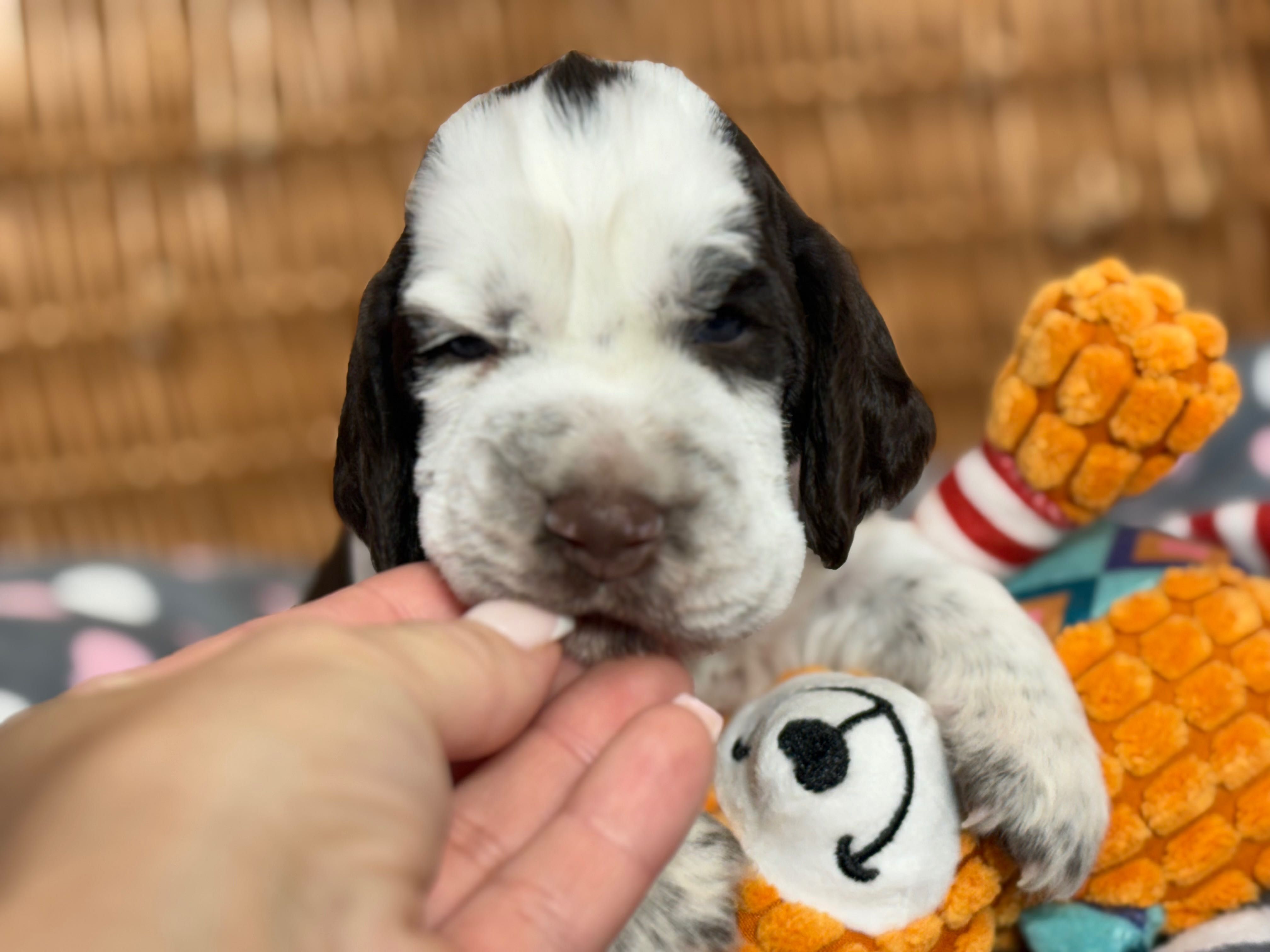 Springer spaniel Angielski z Rodowodem FCI