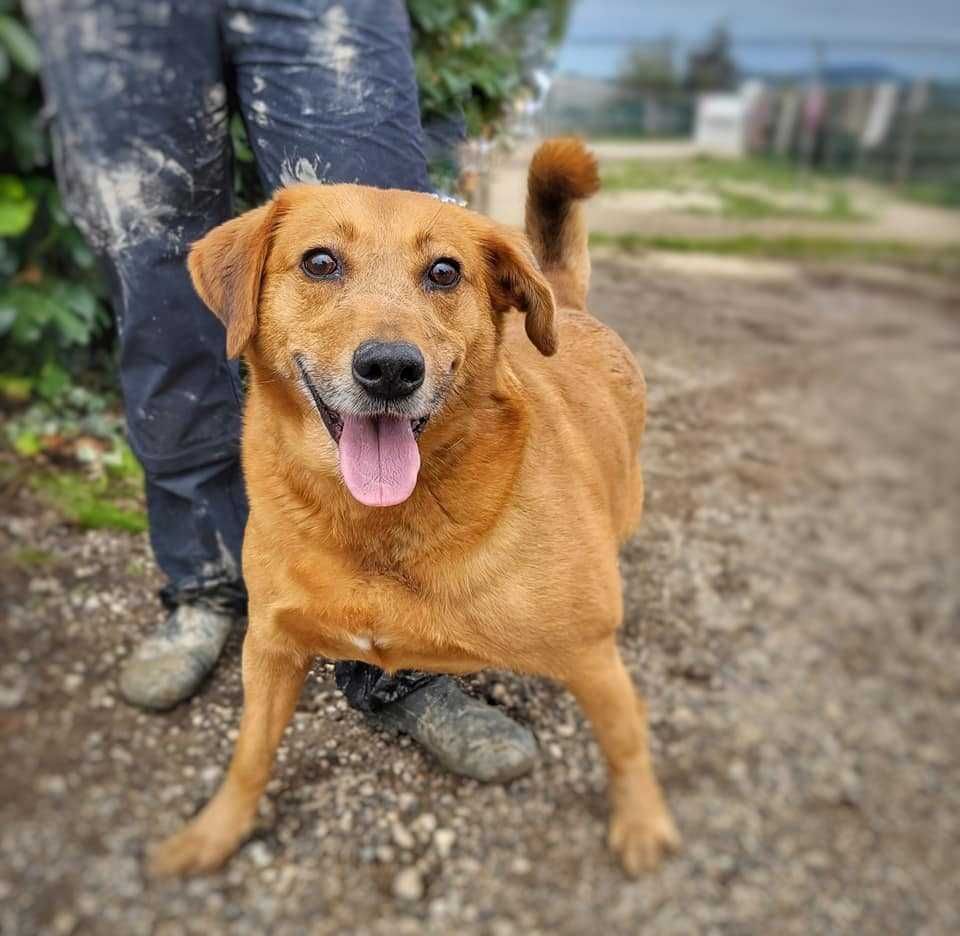 Teco - Cão porte médio para adoção