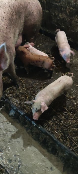 Продам поросята ландрас із пєтреном