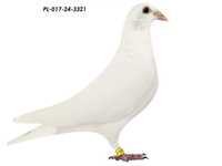 Biały gołębie pocztowe