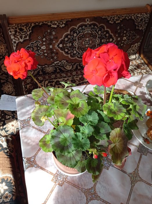 Пеларгонія калачик червоного кольору