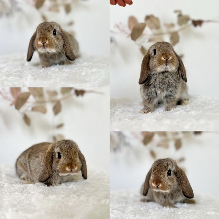 Kroliczek Karzełek Teddy 100%Rasa Mini Lop Mini kroliczki