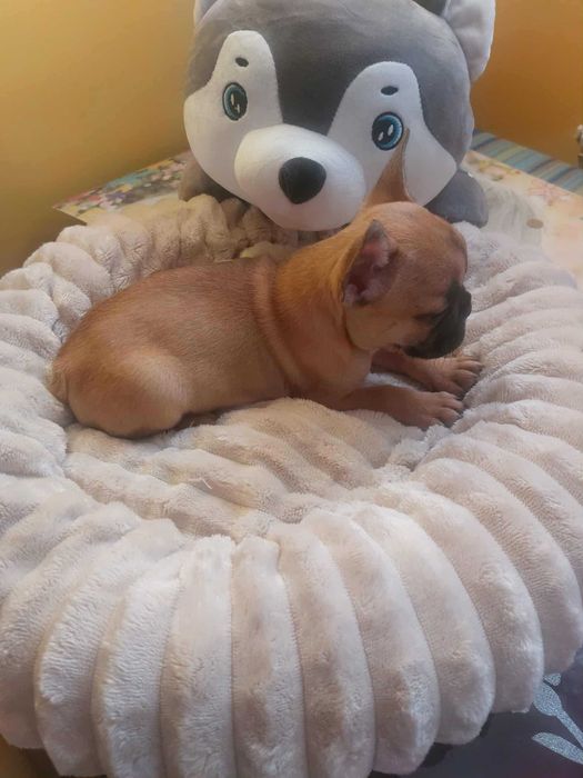 Suczki buldog francuski