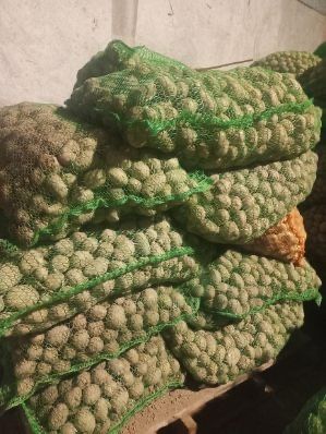 Cebula ziemniaki jadalne i odpadowe