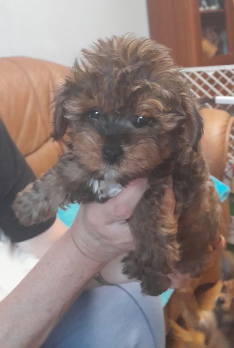 Piekny Yorkie-poo