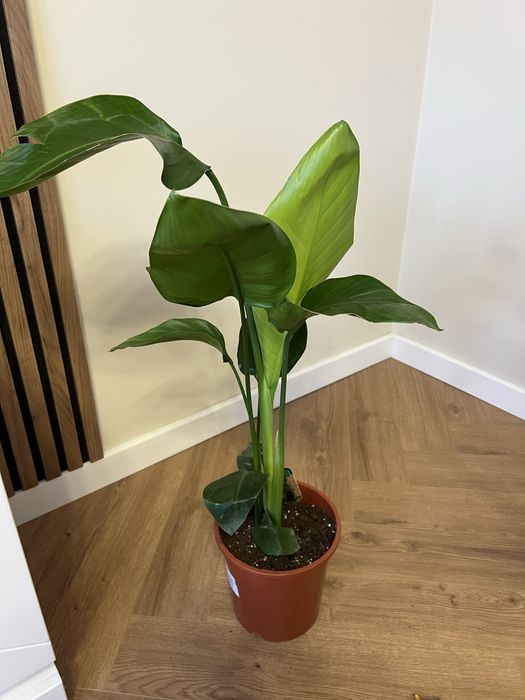 Стреліція Ніколая Миколая