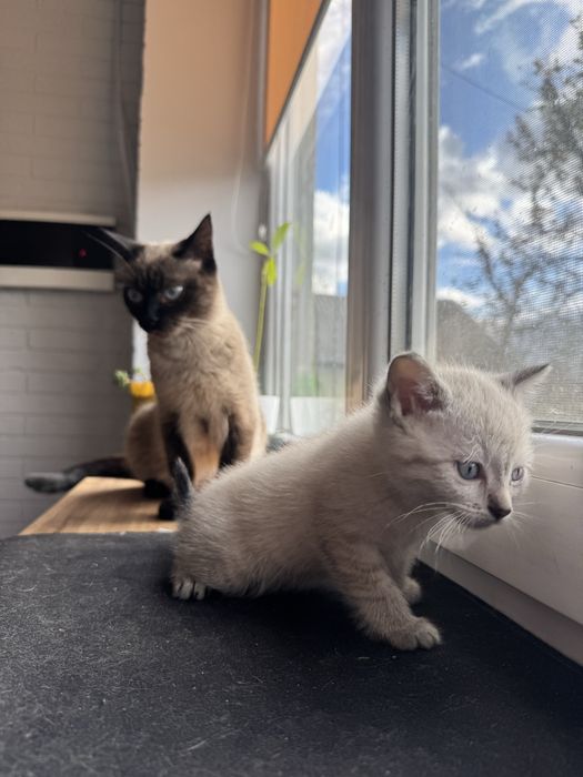 В хороші руки маленька сіамка