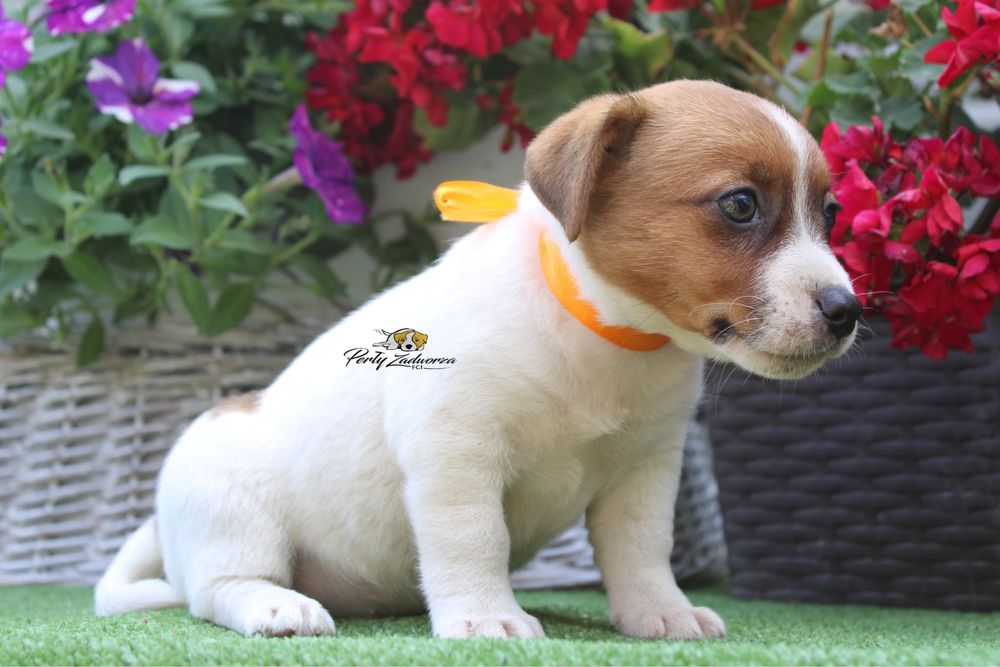 Suczka Jack Russell Terrier*ZKwP FCI*Gotowa do Odbioru