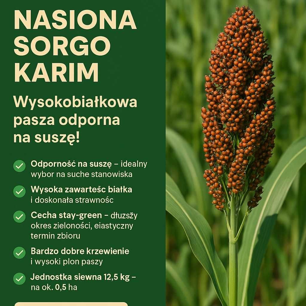 Sorgo na kiszonkę, mieszaniec sorga i trawy sudańskiej, sorgo na 1 ha