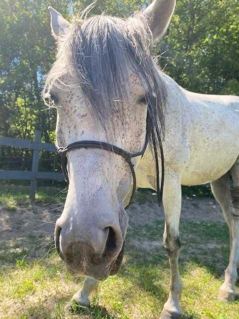 Galel Al Khalediah 8 letni wałach arabski