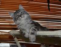 Rodowodowy kot syberyjski * kocurek Fabi * rodowód FPL/FIFE