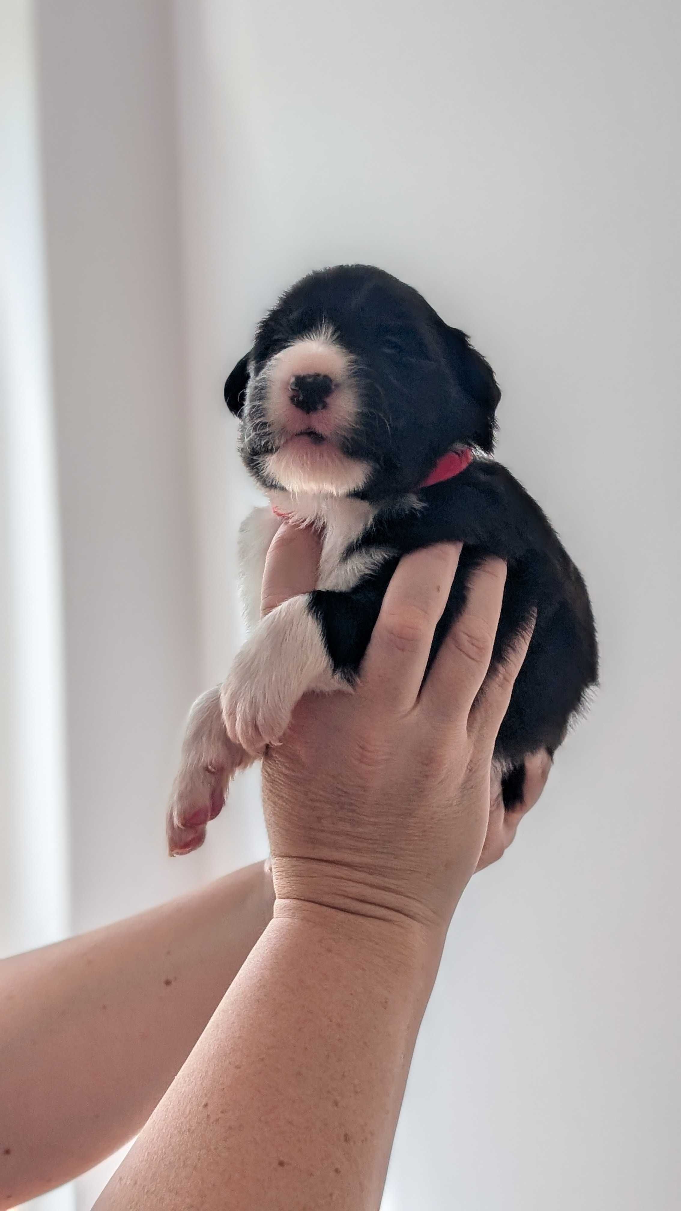Border Collie FCI / ZKwP