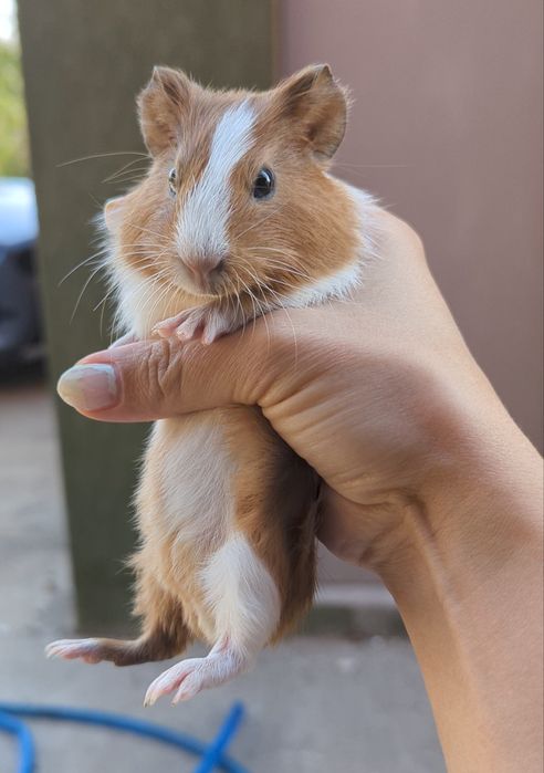 Морская свинка / мальчик