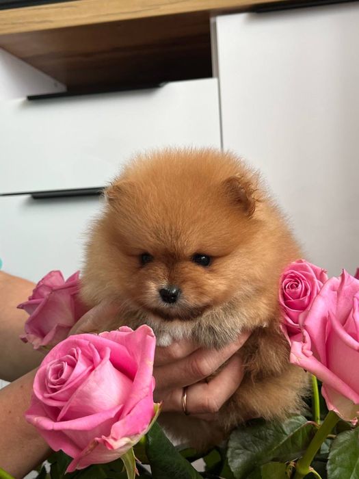 Руді шпіцики шукають дім