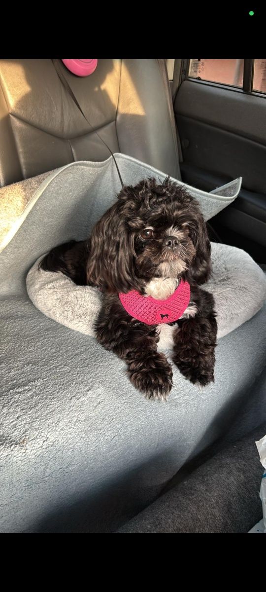 Shih tzu piesek do rezerwacji