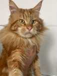 Kocur Maine coon  ,,SID''   po kastracji