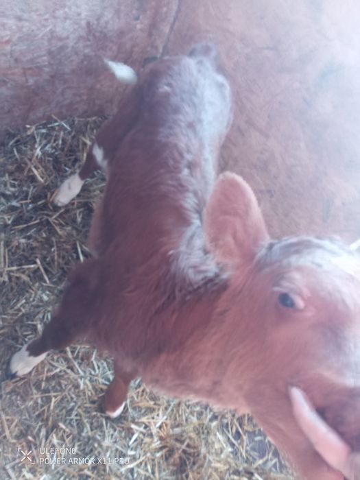 Sprzedam byczki mieszańce