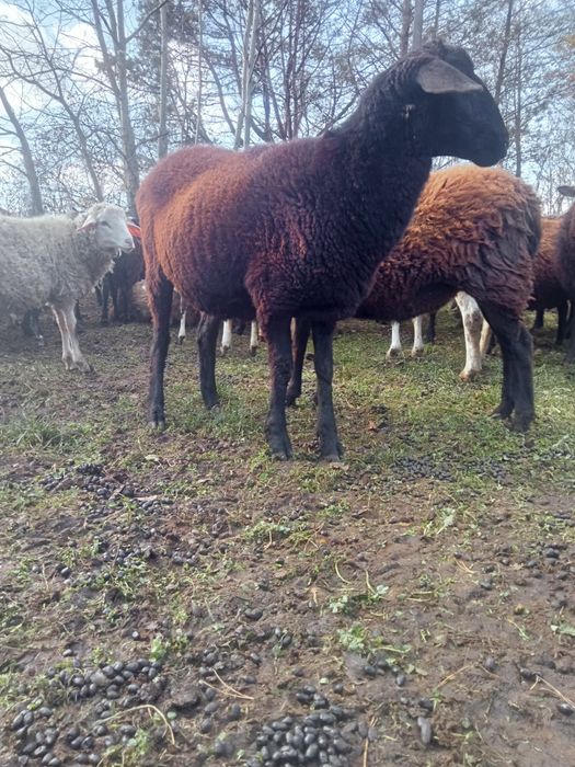 Продам баранів гиссар кросс допер  романівськіх