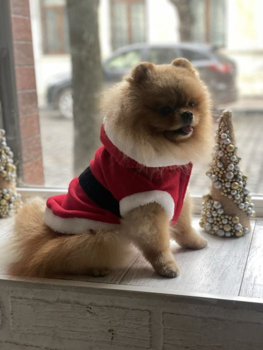 Новогодние наряды для собак