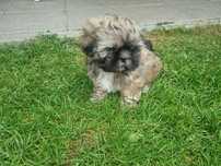 Shih tzu szukają domu