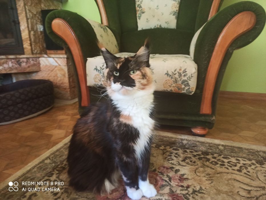 Maine Coon-kocurek po Championie