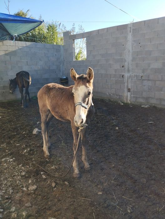 Poldro lusitano oportunidade