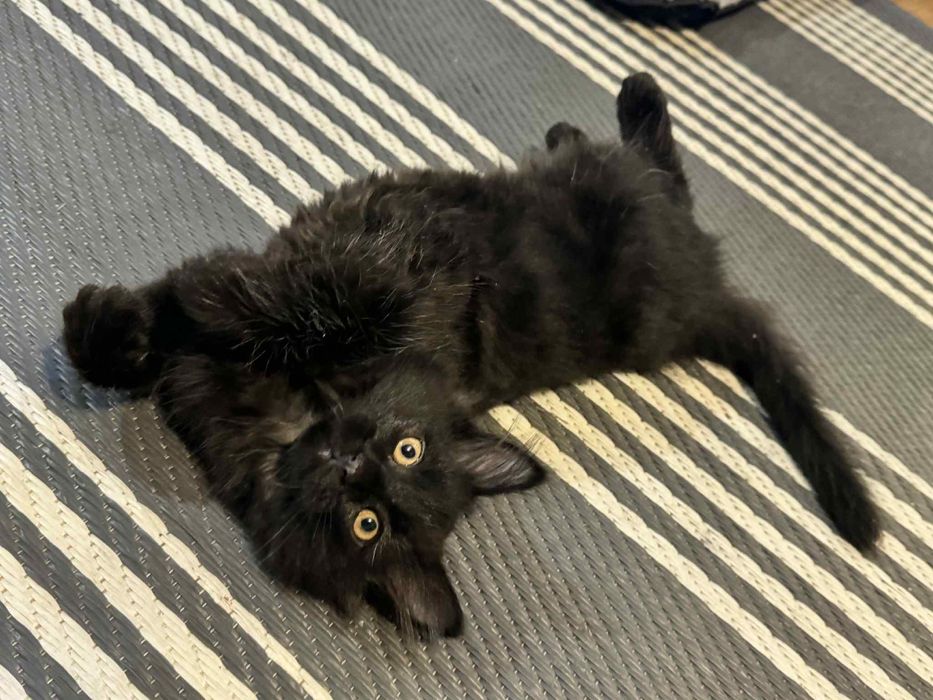 Czubaka czeka na swój domek