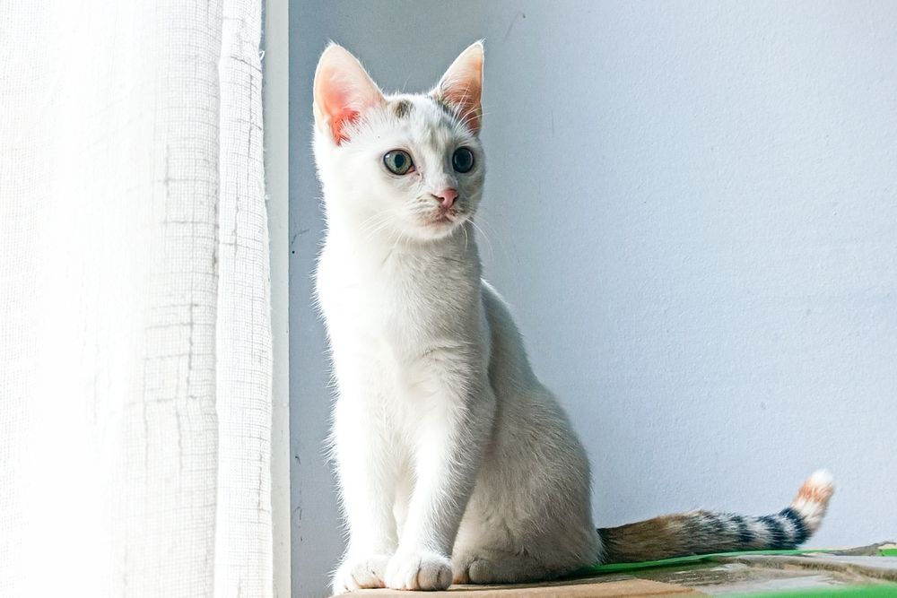 Przekochana i śliczna biała kotka tricolor szuka domu