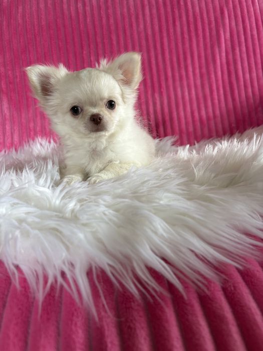 Chihuahua  przepiękny mini piesek Nico
