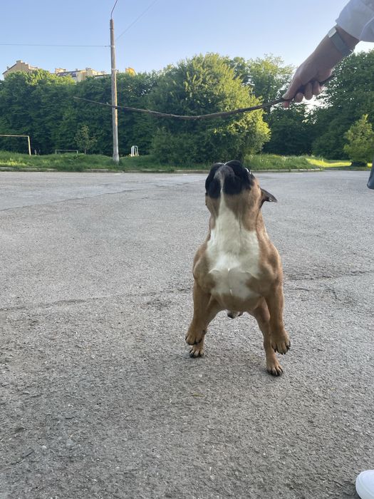 В‘язка Французький Бульдог