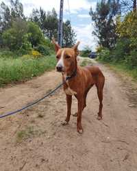 Tommy- cachorro de porte médio para adoção