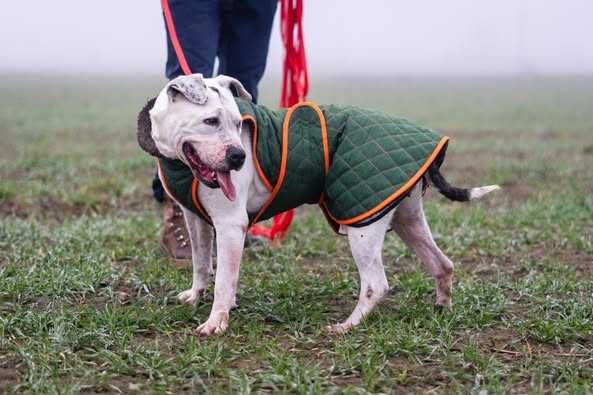 Porzucona i zaniedbana Lady szuka domku