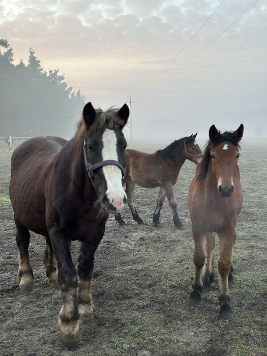 Sprzedam klacz zimnokrwistą