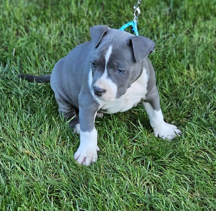 Piękny piesek amstaff