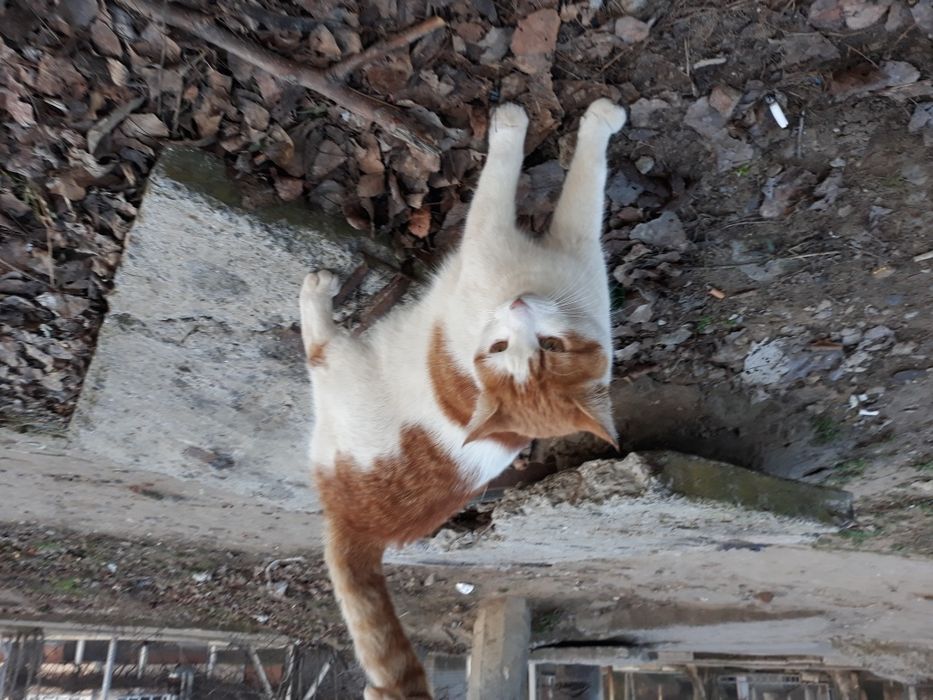 Молодая, стерилизованая, бывшедоманяя кошка!