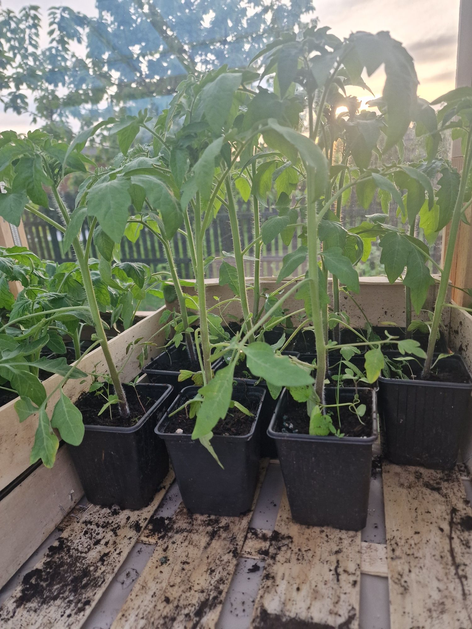 Pomidory sadzonki, Faworyt, Prezes, Rumba, Malinowy Olbrzym, Or Pera.