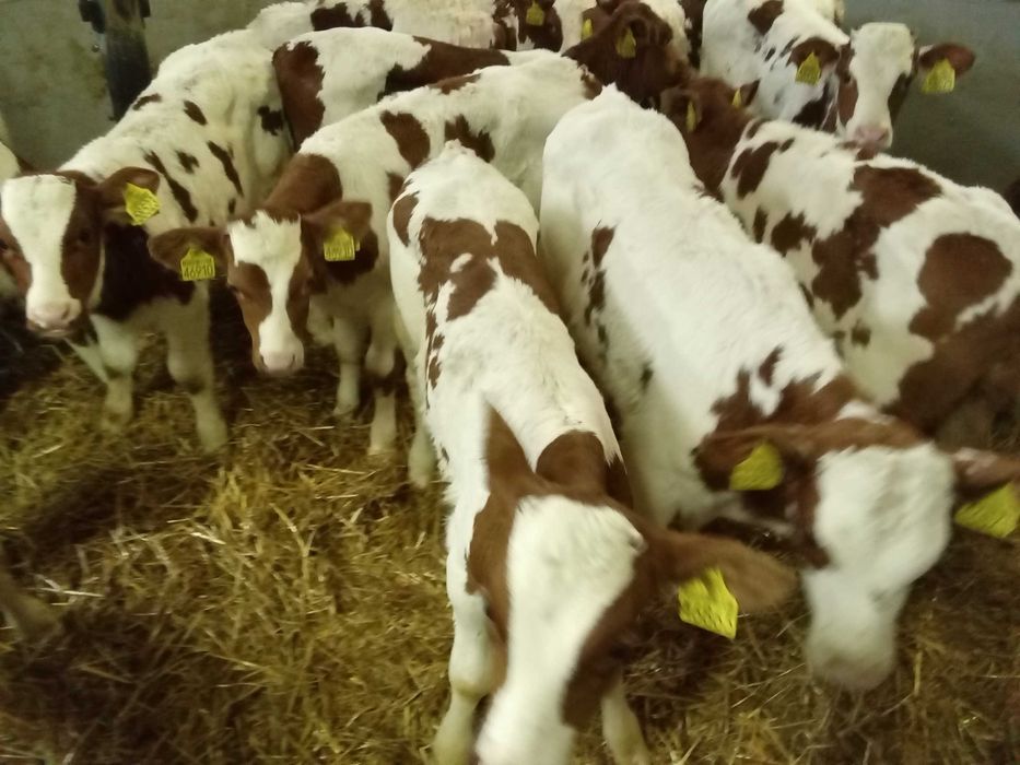 Cielęta, cielaki, byczki oraz jałówki mięsne, MM,MS,HF transport